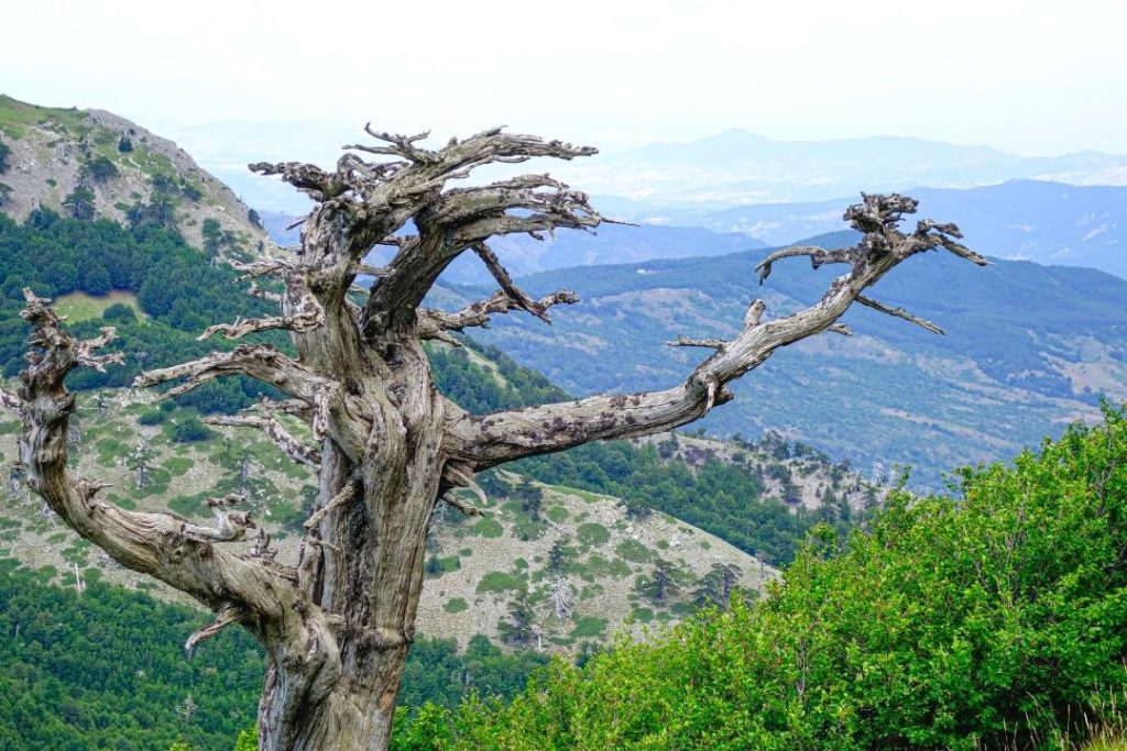 Olivenhaine im Nationalpark Pollino, Kalabrien - Villa Annette