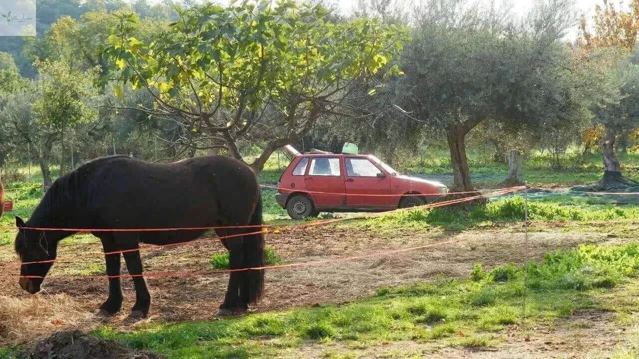 Olivenöl Nativ Extra Villa Annette Kalabrien Villa Annette