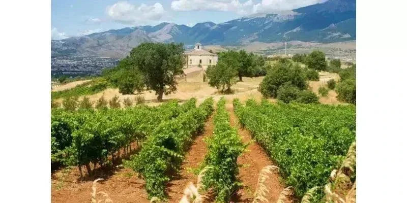 Flasche Magliocco DOP Terre di Cosenza Rotwein mit intensivem Rubinrot und fruchtigen Aromen aus Kalabrien