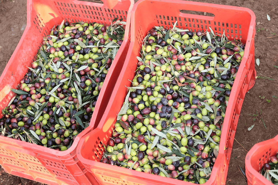 Details für Olivensorten der Villa Annette ansehen Olivensorten der Villa Annette