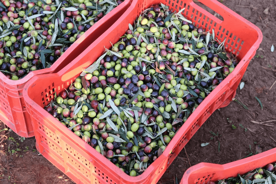 Grüne Oliven - schwarze Oliven