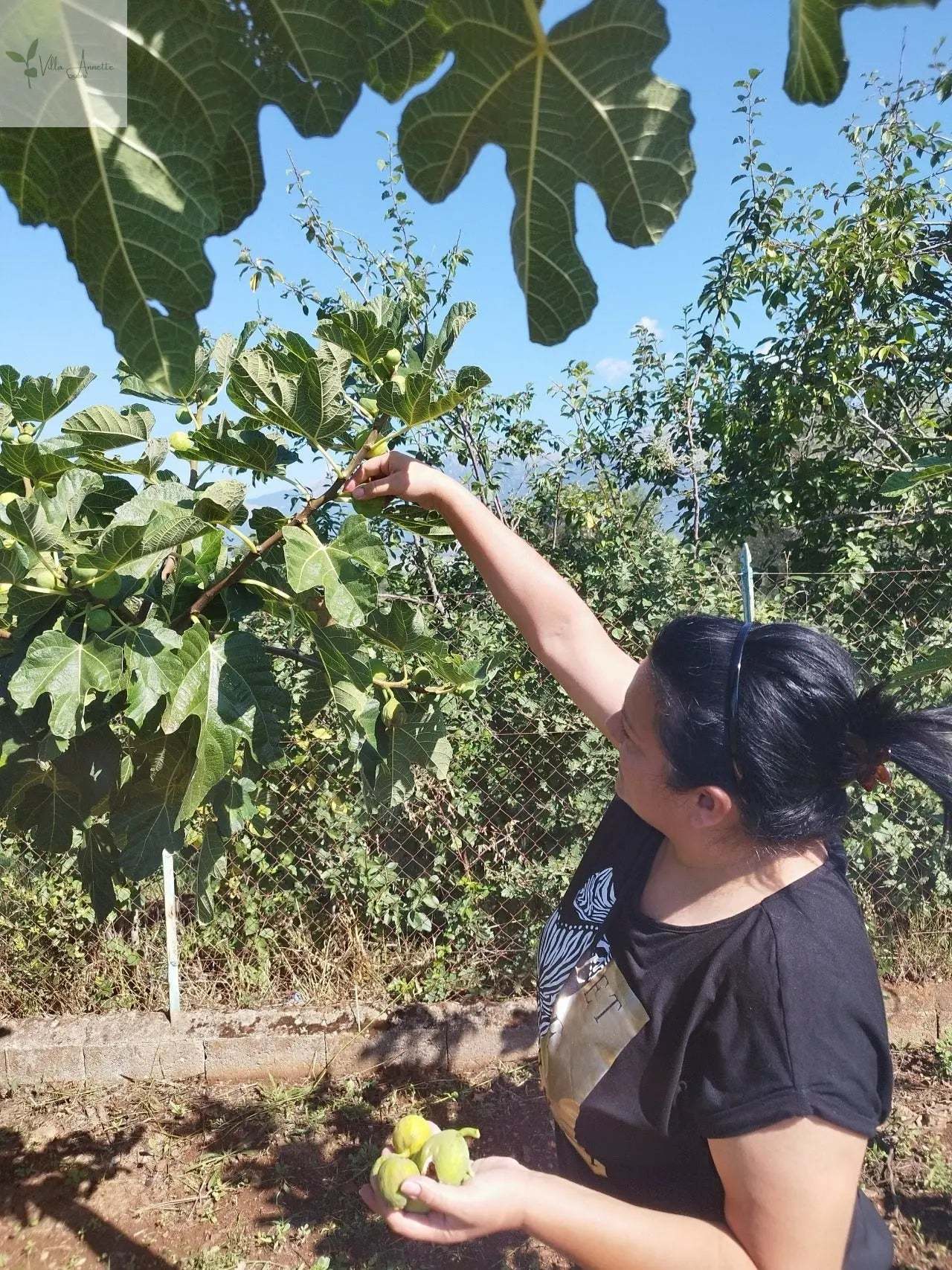 Feigenhonig 220 ml made from ripe figs, processed from 10 kilos of figs to produce 1 liter of honey.