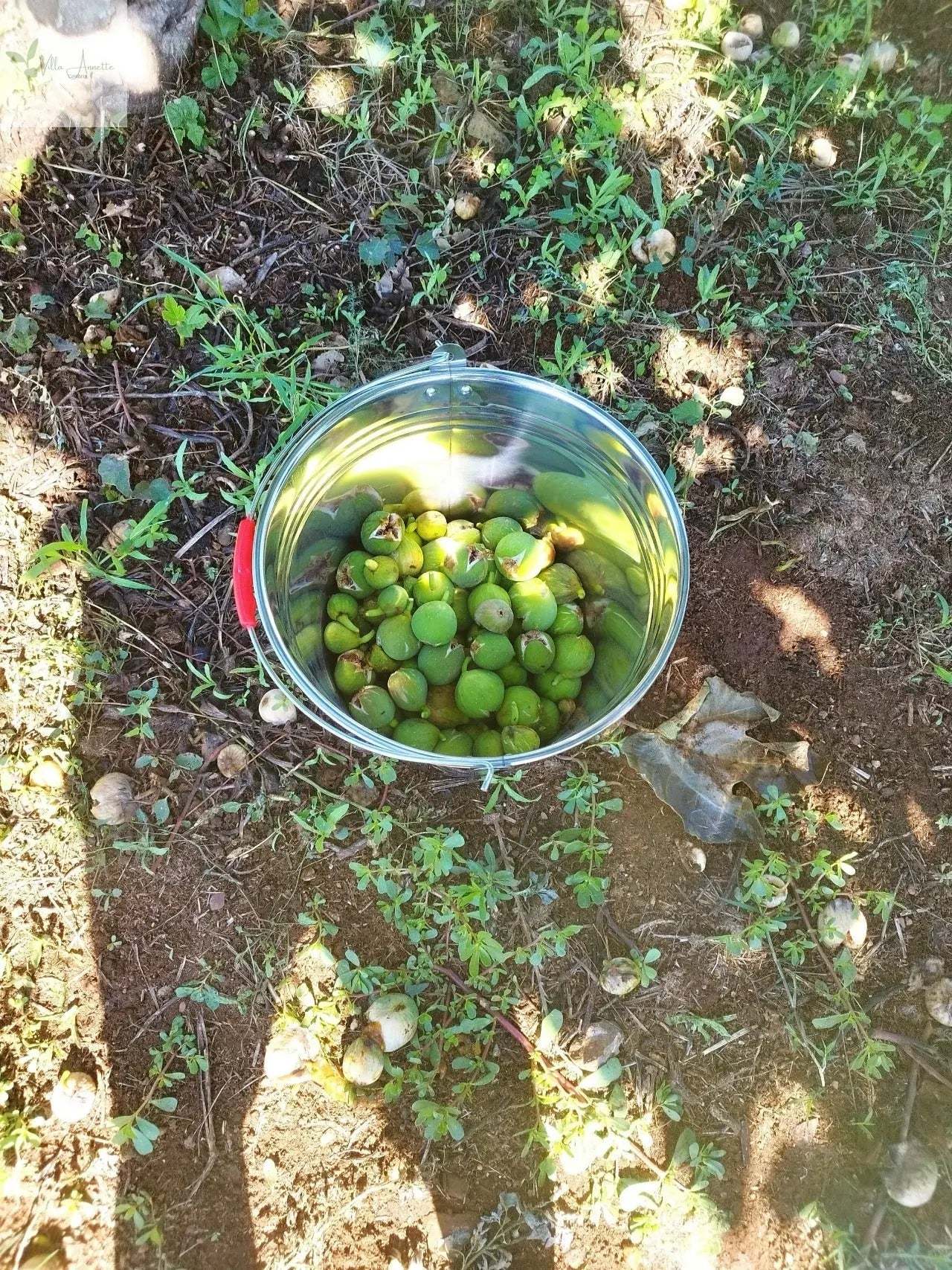 Bucket of green figs on grass, used for producing Feigenhonig 220 ml.