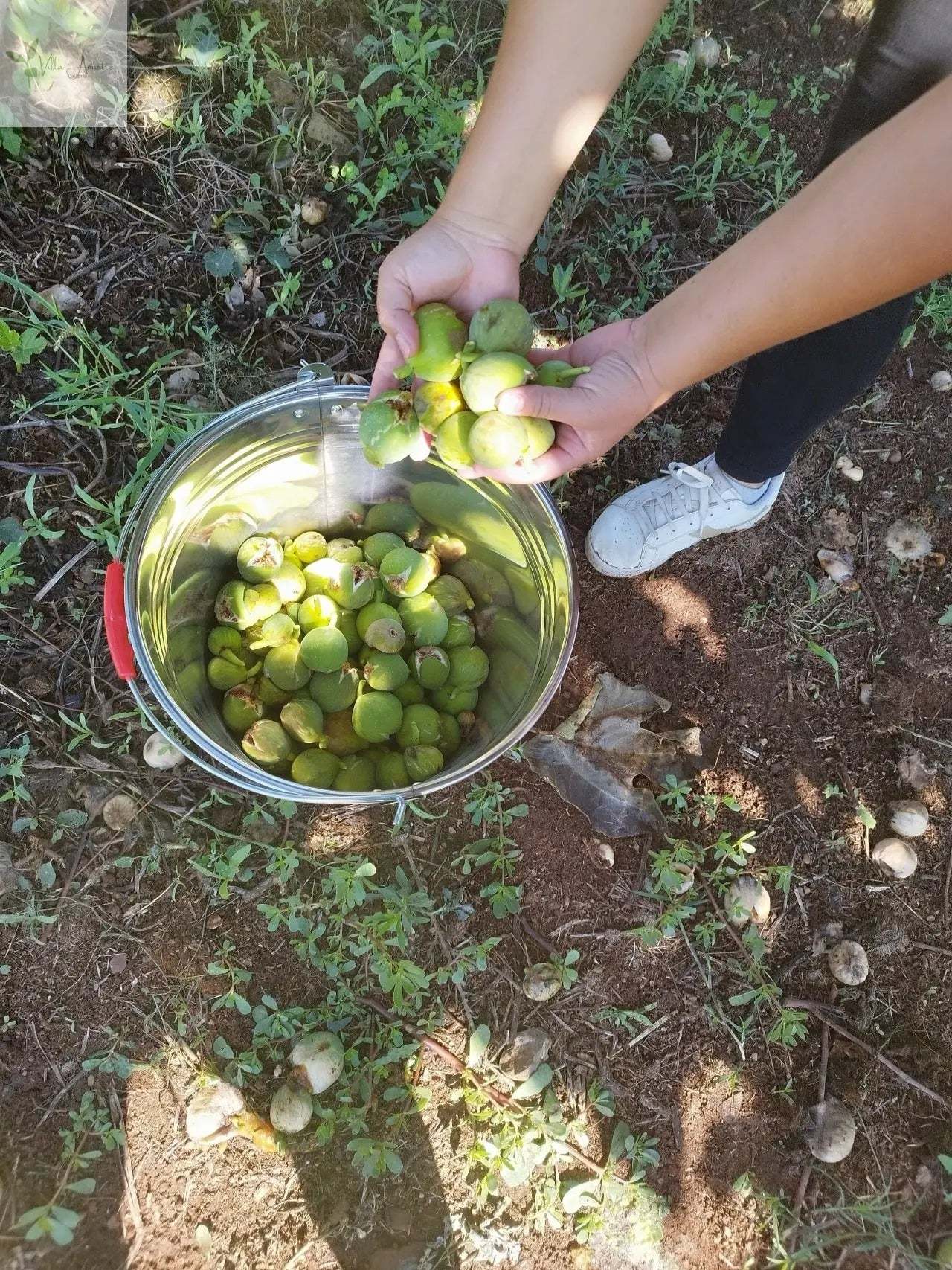 Harvesting ripe figs for Feigenhonig production.