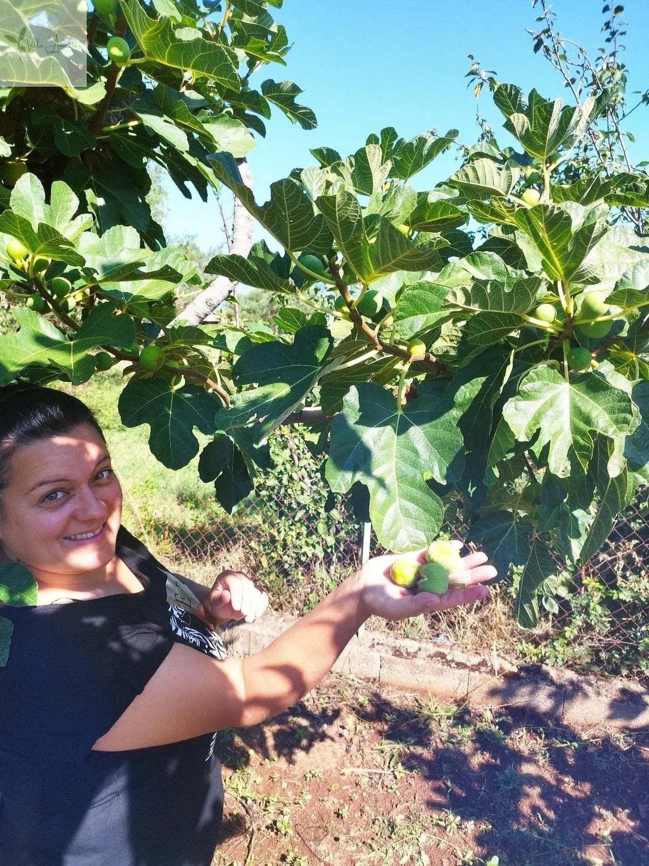 Fig tree in Calabria with freshly picked figs for Feigenmarmelade.