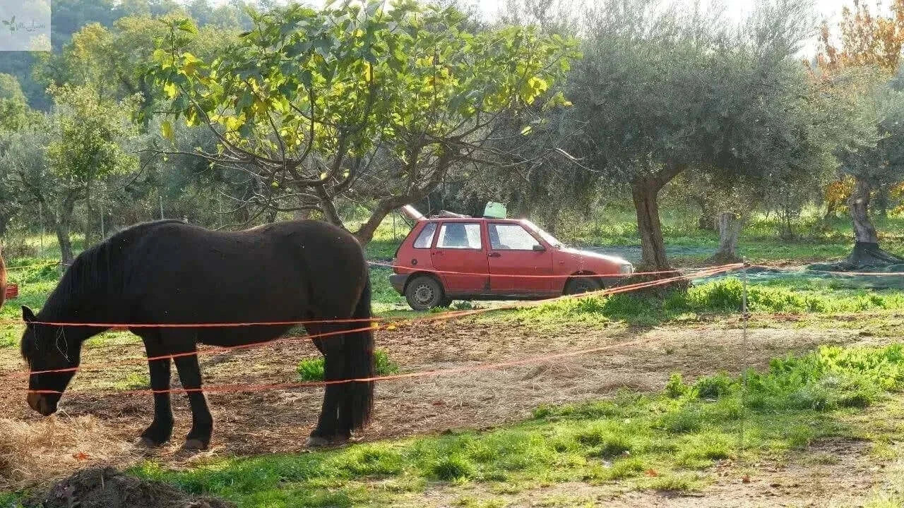 Olivenöl Nativ Extra Villa Annette Kalabrien Villa Annette