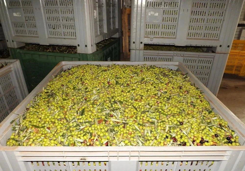 Freshly harvested Roggianella olives in crates for Bio Olivenöl Extra production.