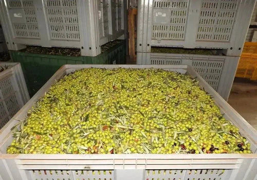 Bio Olivenöl Extra Vergine di Palombari in Kanister, hochwertige Roggianella-Sorte, nachhaltige kalabresische Produktion.